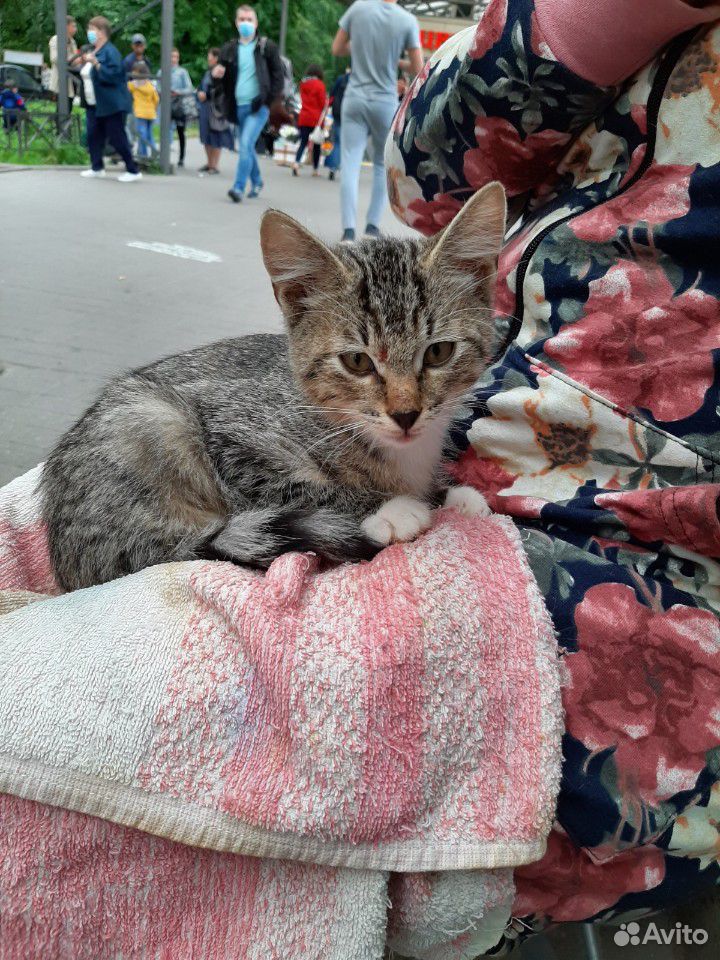 Котенок мальчик 3 месяца купить на Зозу.ру - фотография № 2