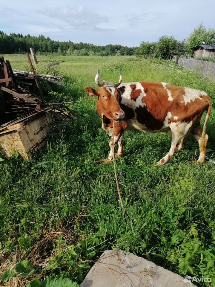 Продам двух коров купить на Зозу.ру - фотография № 1