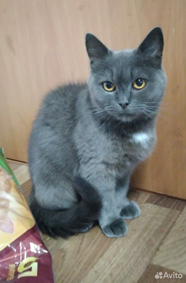 Шикарные кошки в добрые руки купить на Зозу.ру - фотография № 4