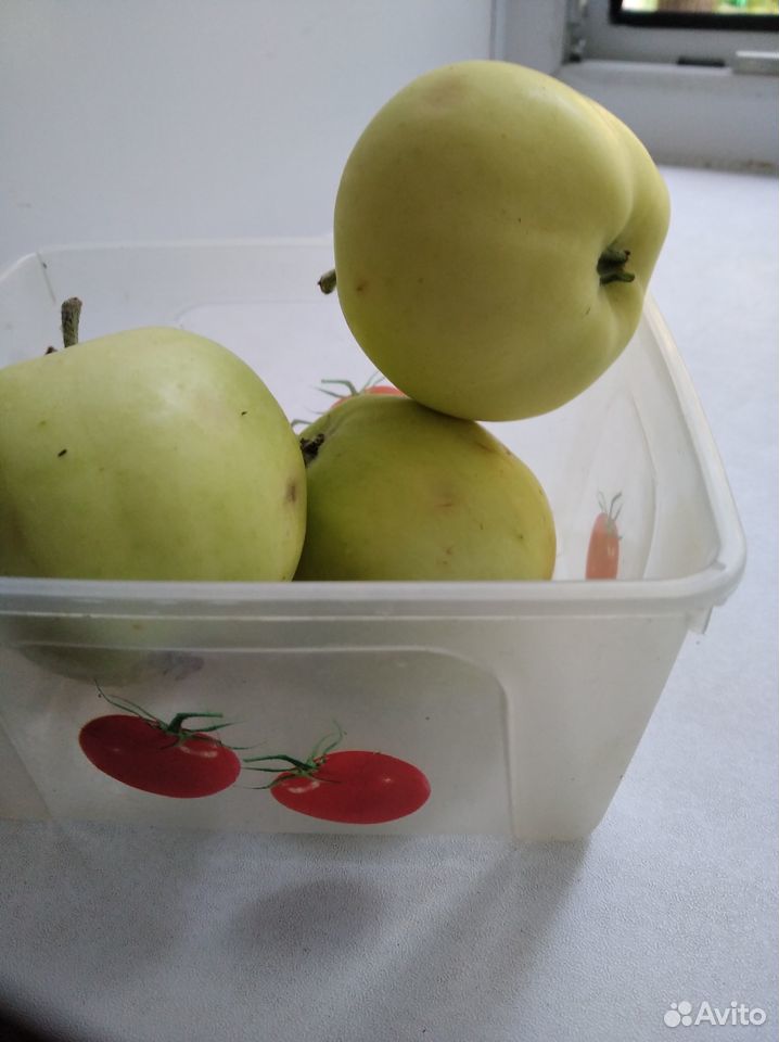 Яблоки домашние купить на Зозу.ру - фотография № 1