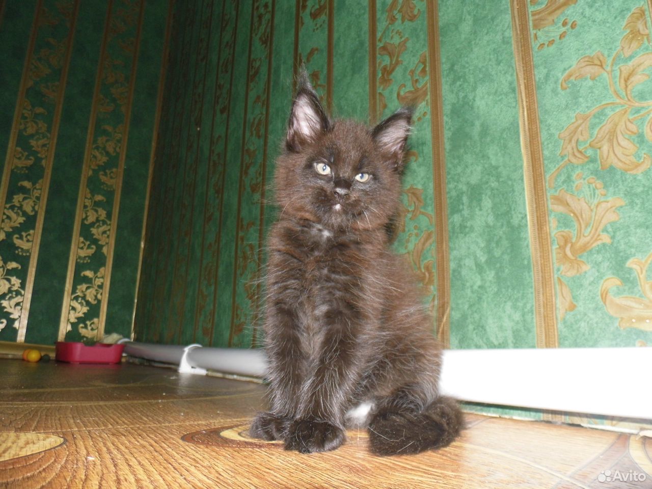 Котята Мейн Кун купить на Зозу.ру - фотография № 9