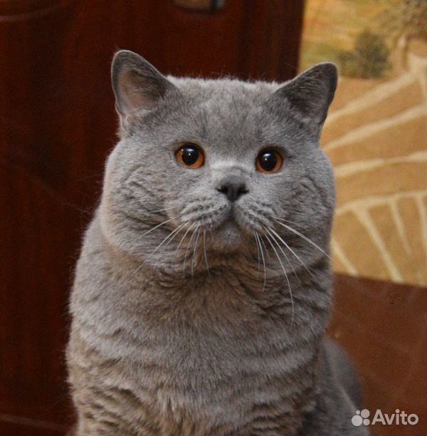 Британские котята с родословной купить на Зозу.ру - фотография № 7