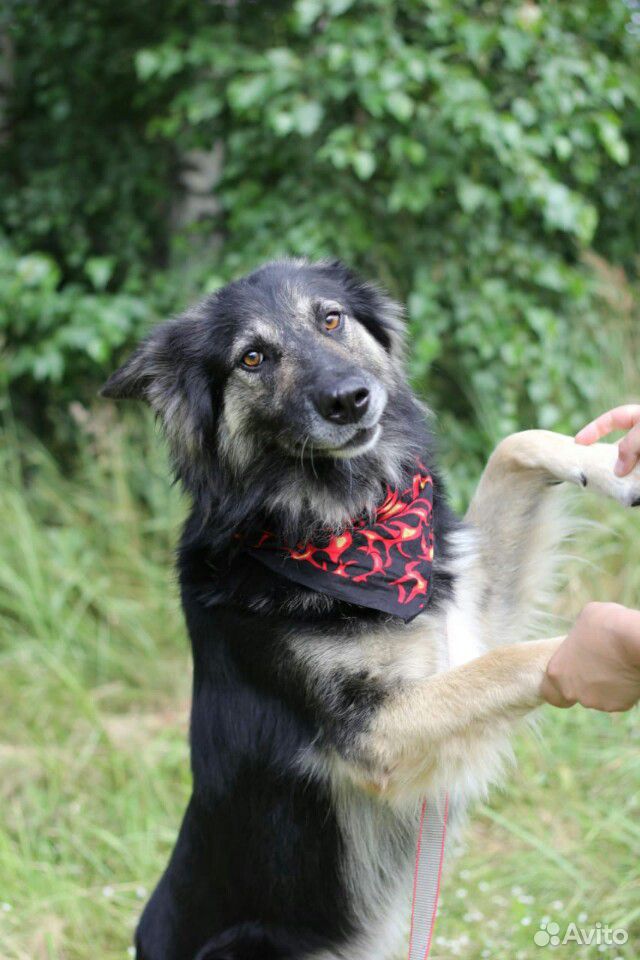Добрый пес Шерман в дар купить на Зозу.ру - фотография № 6
