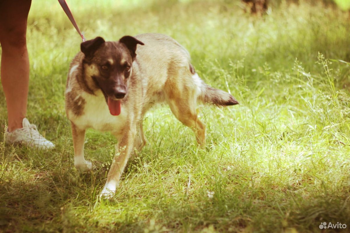 Небольшая Собака Лира в поисках дома купить на Зозу.ру - фотография № 2