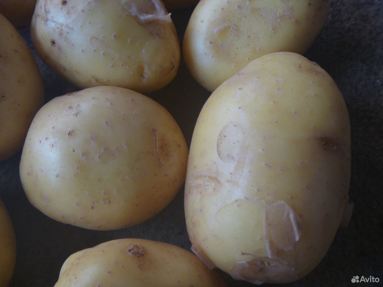 Продам молодой картофель купить на Зозу.ру - фотография № 2