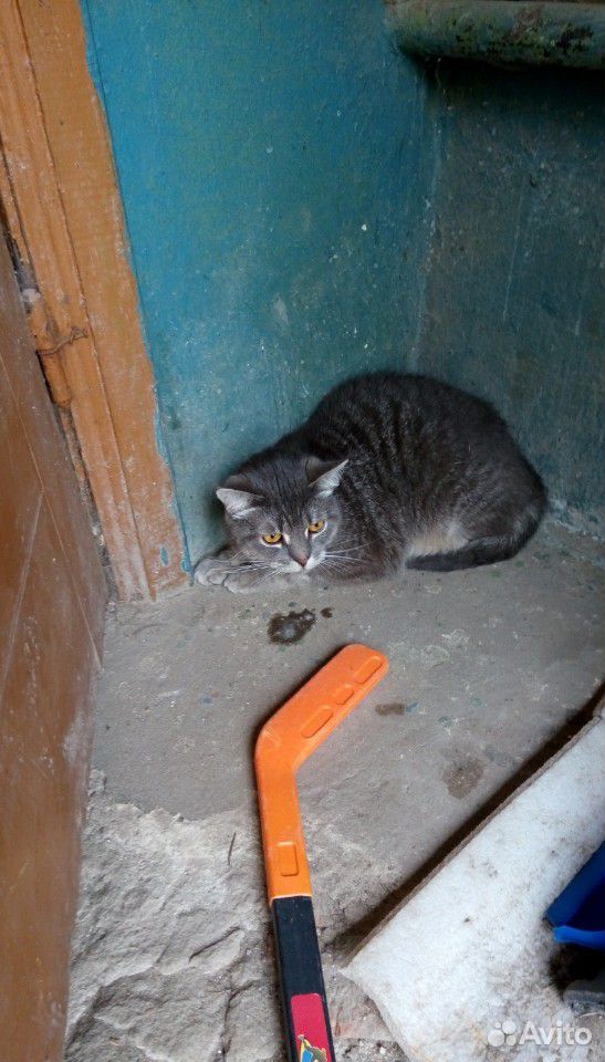 Кошка в беде купить на Зозу.ру - фотография № 1