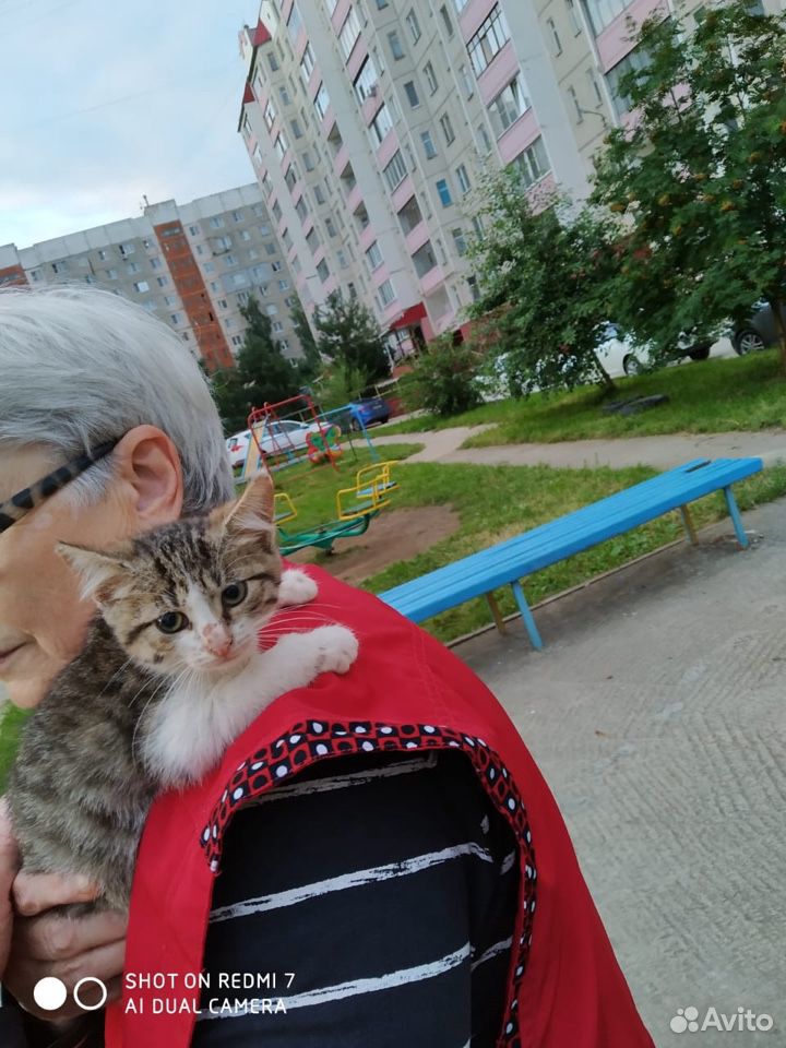 Котятам нужен дом или передержка купить на Зозу.ру - фотография № 5