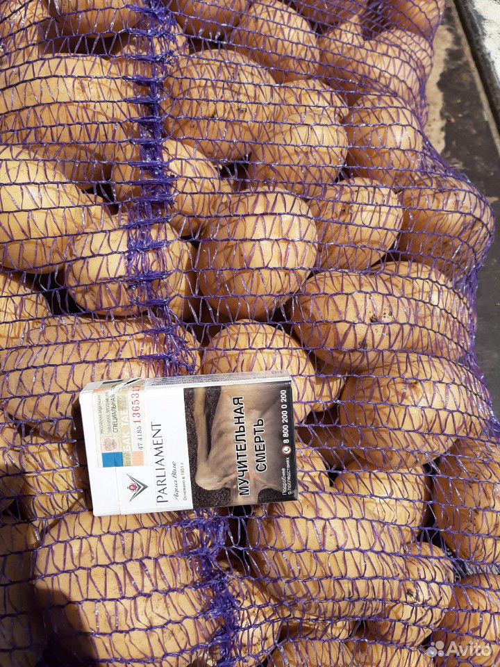 Продам картофель калумба купить на Зозу.ру - фотография № 3