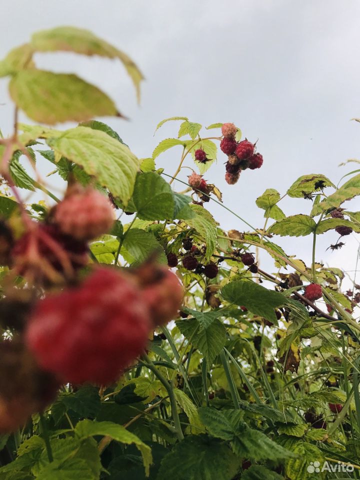 Малина ягоды купить на Зозу.ру - фотография № 1