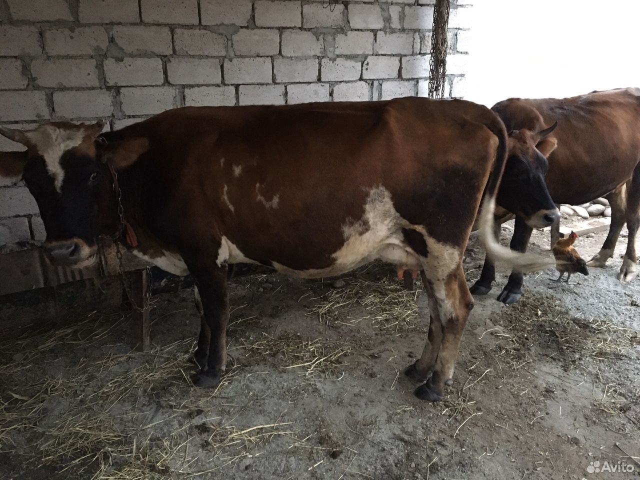 Корова дойная, и два телёнка купить на Зозу.ру - фотография № 1