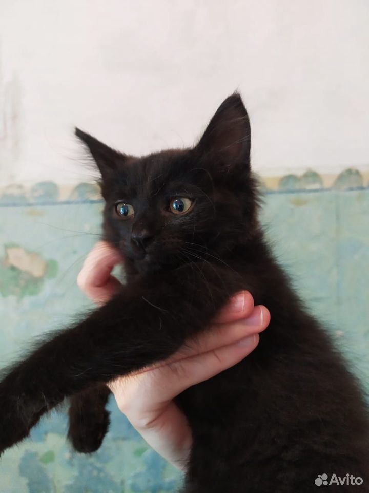 Черные котята 2 месяца купить на Зозу.ру - фотография № 5