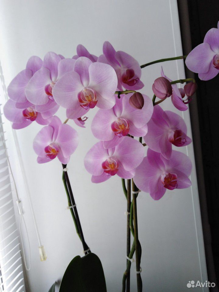 Орхидея купить на Зозу.ру - фотография № 5