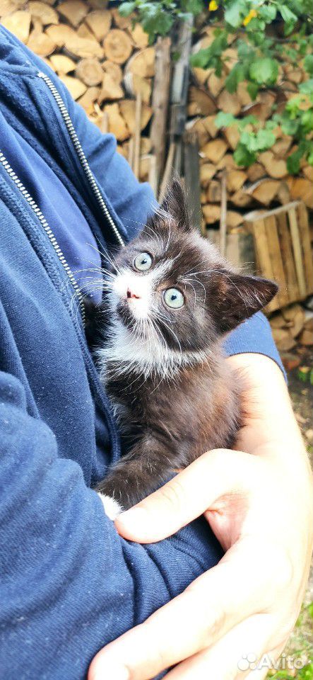 Котенок девочка ищет родителей купить на Зозу.ру - фотография № 3