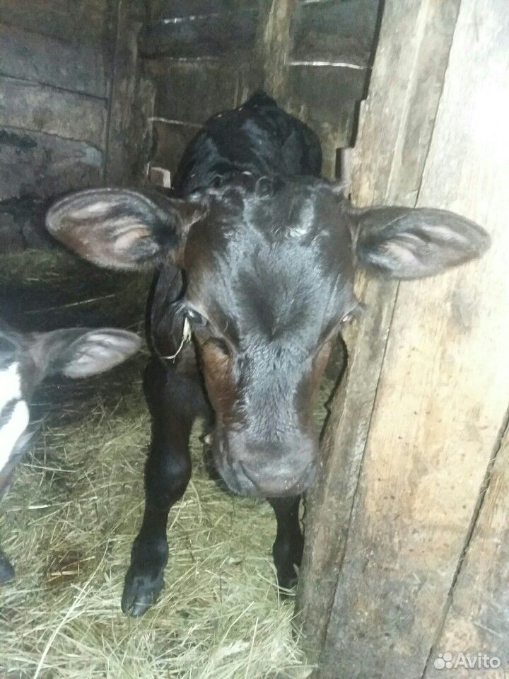 Корова, телята купить на Зозу.ру - фотография № 3
