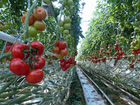 Рассада томатов объявление продам