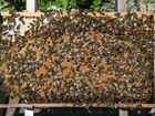Пчелосемьи объявление продам