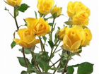 Цветы Роза Доставка объявление продам