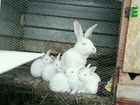Кролики Белый Великан объявление продам