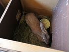 Два крола самка и самец объявление продам