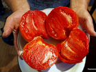 Рассада крупноплодных сортовых томатов объявление продам