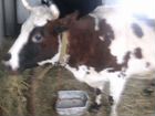 Корова айширской породы объявление продам