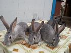 Племенные кролики объявление продам