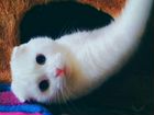Вязка Шотландской кошки бесплатно объявление продам