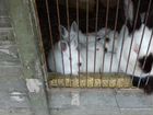 Кролики молодняк объявление продам