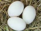 Инкубационное яйцо гусиное объявление продам