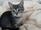 Котёнок от сиамской кошки объявление продам