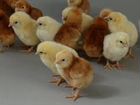 Цыплята несушки ломан браун объявление продам