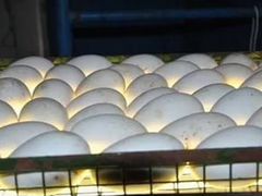 Яйцо гусей Линдовской и Крупно Серой породы от пле