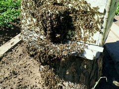 Пчелосемьи, продукты пчеловодства