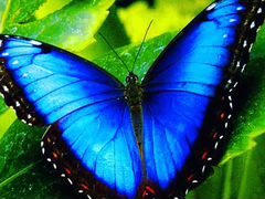 Живые Тропические Бабочки