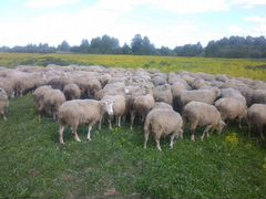 Овцы, бараны куйбышевской породы