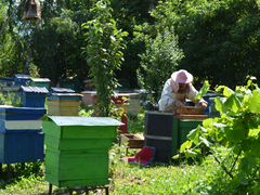 Продаю пчелопакеты и пчелосемьи