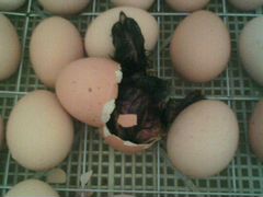 Яйца инкубационные Брама