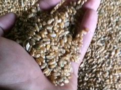 Пшеница, ячмень. Урожай 2019