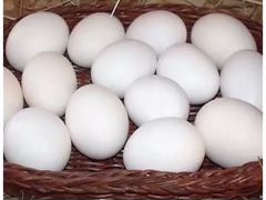 Яйца инкубационные кур породы Минорка, Легорн