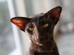 Шоколадная ориентальная кошка