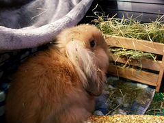 Продам карликового кролика вислоухого