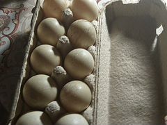 Яйцо инкубационное индоутки