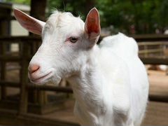 Продается зааненская коза
