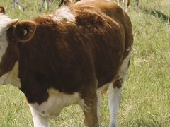 Крупно рогатый скот (коровы)