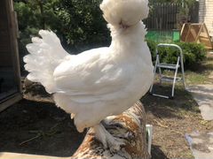 Турецкая Султанка Инкубационное яйцо, цыплята