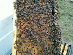 Пчелы отводки и семьи