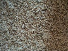 Полова пшеницы