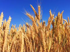 Зерно: ячмень, пшеница