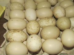 Яйца индоуток на инкубацию