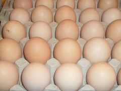 Инкубационное яйцо продуктивной с/х птицы